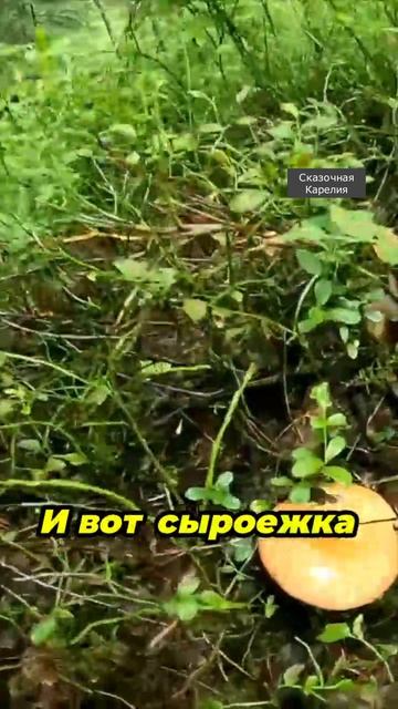 Грибы на каждом шагу в лесу. Сбор грибов Сказочная Карелия