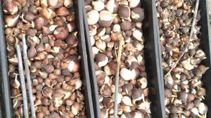 Сажаю тюльпаны.День первый.07.11.25