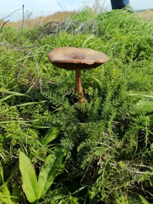 Ева канал😄