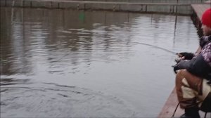 Рыба на столько активна, что явного приоритета в приманках нет! Рыбалка на спорт зоне в Клёвом месте