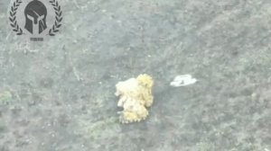 свин пытался спрятаться под овцой?