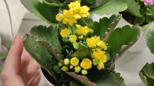 Мало кто знает, что КАЛАНХОЭ ЗАЦВЕТАЕТ ТОЛЬКО ТАКИМ СПОСОБОМ!