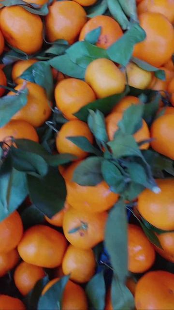 Видео от МОНС 4 COTTAGE