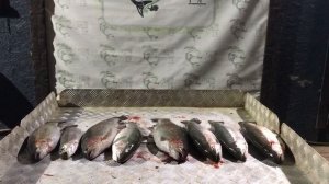 улов форели у Сергея