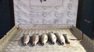 итоговый улов форели