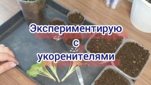 Эксперимент с укоренителями. Радигрин, Укоренит.