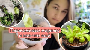Пересаживаю жирянки, большой эксперимент! Новинки в коллекции