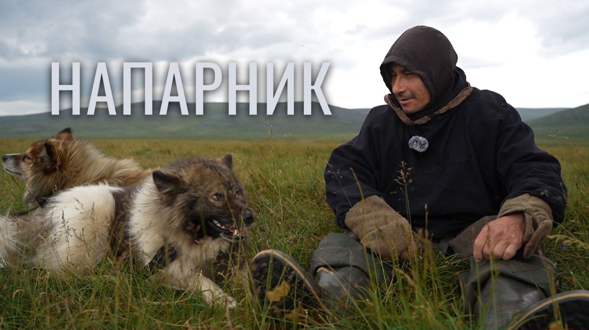 Из жизни ямальских изьватас. Оленеводческая лайка — верный напарник | Изьватас олэм