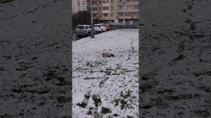 Смешная такса Дина