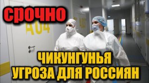 Роспотребнадзор о вирусах чикунгунья и денге: мифы и реальность