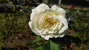 ВИДЕО  ПВН  ББ   (271)