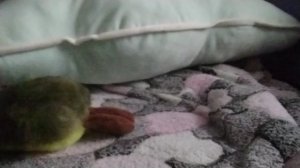 мои игрушки