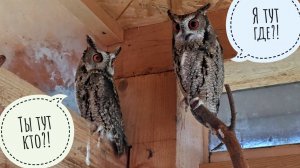 Рассказала сове Ёлке, какие замечательные у нас подписчики. Пёс Кубик увёл меня в автолавку за рыбой