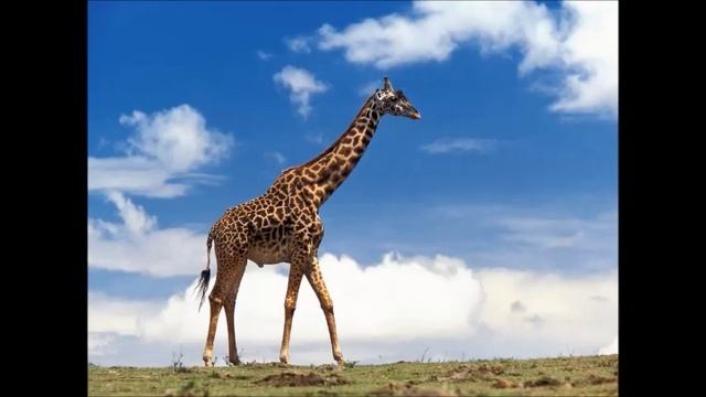 М. Майер - "Пройти гордо мимо", фортепиано + синтезатор