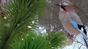 11 декабря Сойкин день. Покормите птиц и ответ на важный вопрос обязательно найдется