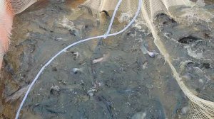 Рыба чувствует себя отлично 👍