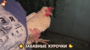 Забавные курочки несушки на сельском подворье 🤗😂😜 (39)