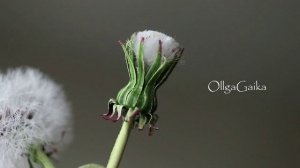 Одуванчики как настоящие )