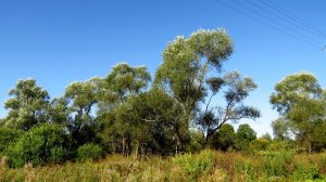 Прогулка. Полдень.