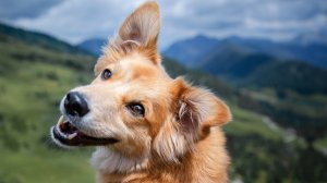 Roblox с комментариями ,про  выживание собаки 🐶  Рекса 3 серия