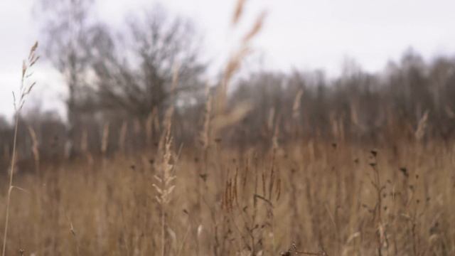 Погружение в Мир Деталей: Съемка объективом Zeiss Batis 25 2