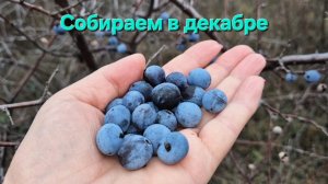 Собираем ТЁРН (дикая слива)