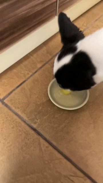 Перепелиное яйцо на УРА! Чихуахуа Фунтик доволен!