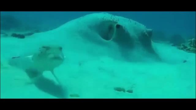 рыба материться смотреть онлайн