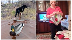 "Жизнь на пенсии".. Ходили с Вальтом на прогулку и занималась шитьем.