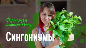 Обрезка СИНГОНИУМА: от „хаоса“ к идеальной форме