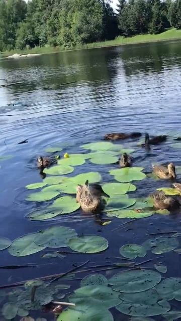 Ленобласть.17.07.2024. Часть 84. Утята_ Обед у меньшеньких