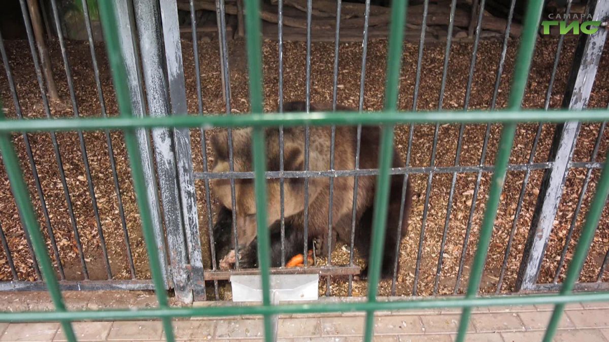 Сонный режим активирован: Умка в самарском зоопарке почти набрал "зимний вес"