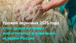 Урожай зерновых 2025 года стал одним из самых значительных в новейшей истории России