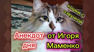 КОШКИ С ОЗВУЧКОЙ.