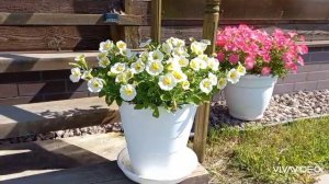 Петунии и клематис в моём саду