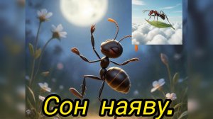 Сон наяву.