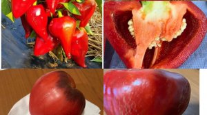 МОИ  ЛЮБИМЫЕ СОРТА : ТОМАТЫ🍅, 🌶️ ПЕРЦЫ, ТЫКВА/жизнь здесь и сейчас ❤️❤️❤️🌶️/