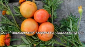 "Березинские" супер популярный сорт томата. Семена у нас,на сайте скороспелка.рф