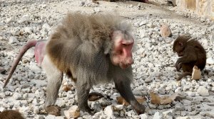 Мигель, у тебя невеста убежала :) Дед гоняет Розиту.  Мигель отзывается на свое имя? Или совпало?