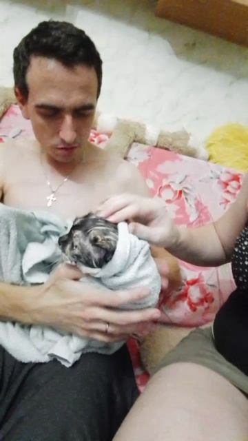 Помыли кошку  А вы свою кошку сколько раз моете?