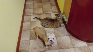 Распаковка с Валдберис/Беспроводные наушники/Калмыцкий чай.Дегустация/Набор лакомств для кошек/