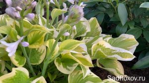 Запоминающаяся хоста Delta Dawn Дельта Дон