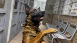 Полицейский-кинолог и служебная собака нашли потерявшегося пятилетнего ребенка