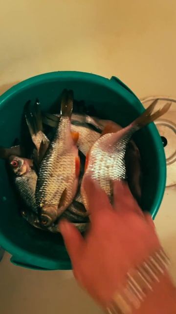 Достаем рыбку из посола для сушки I Ведро отличной плотвы и густеры на таранку