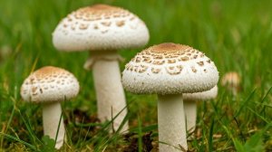 Высадка шампиньонов дома