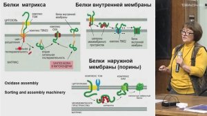 Кисурина О.П. - Клеточная биология - 11. Митохондрии и пластиды