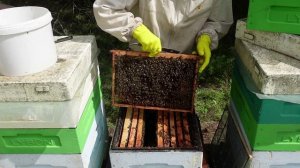 ЩАВЕЛЕВАЯ КИСЛОТА+ГЛИЦЕРИН-рецепт приготовления полосок от клеща