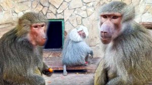 Пришли, а Люси нет! Люся, ВЫХОДИ! Одна цветет , другая отцветает- у Елисея пышный сад! Гамадрилы