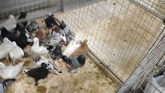 30.11.2025г Воронеж Обзор Голубей!!! смотреть онлайн