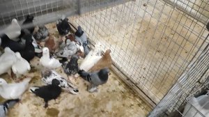 30.11.2025г Воронеж Обзор Голубей!!!